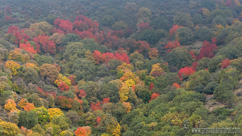 BOSQUE MIXTO