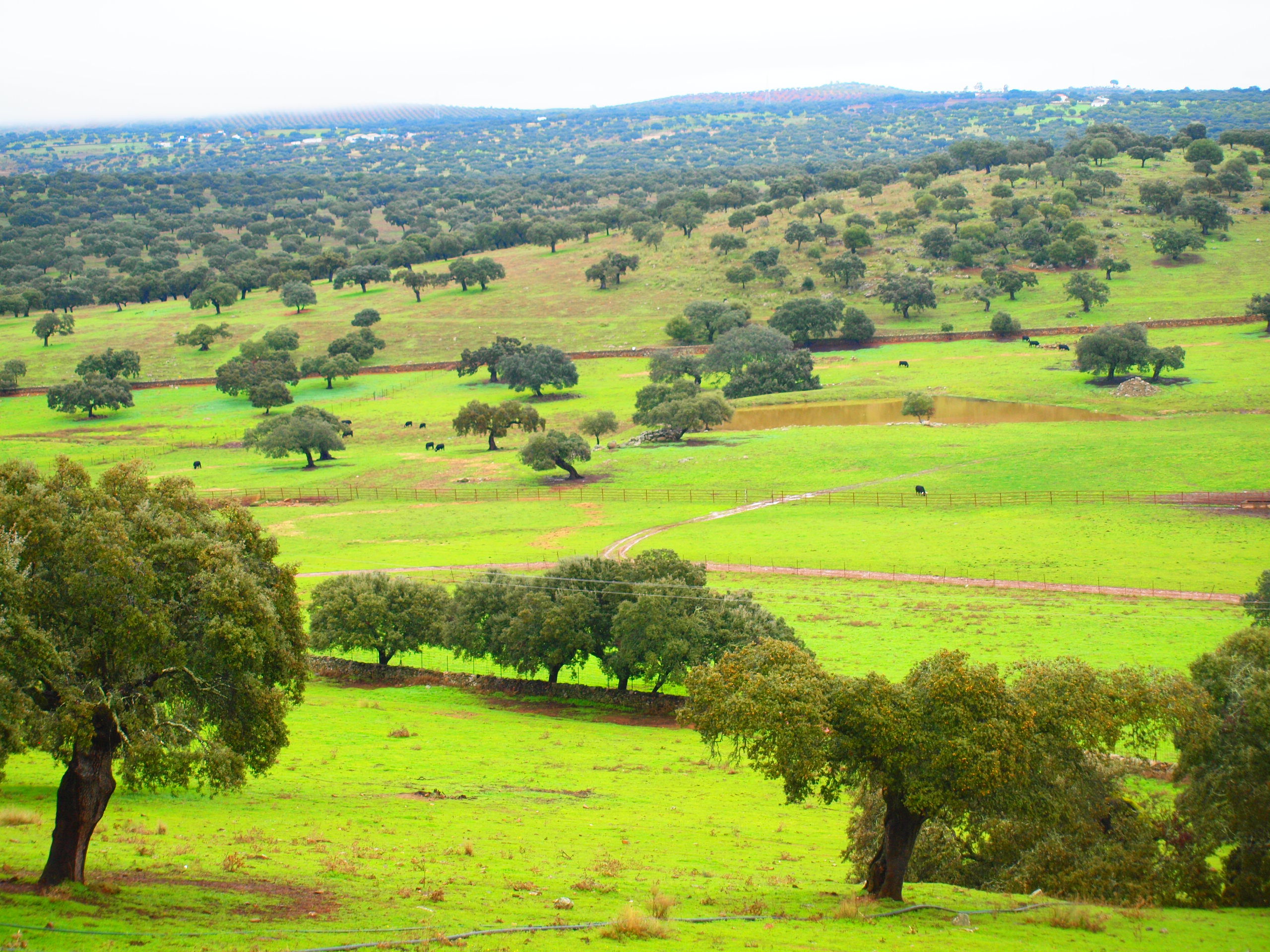 Terreno acotado, con arbolado perenne disperso (encinas o alcornoques), destinado a pastos para su aprovechamiento ganadero extensivo (ga...