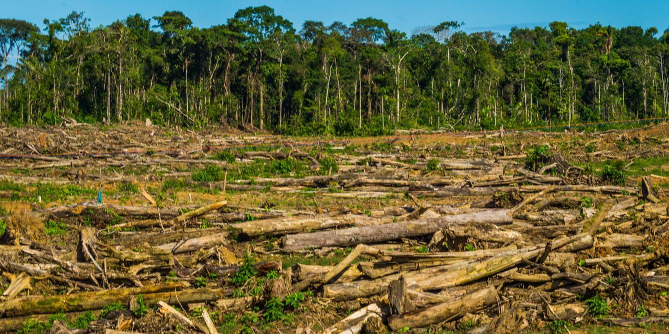 es la eliminación de la riqueza forestal de un terreno. La causa más importante son los incendios, fortuitos o intencionados, para aprove...
