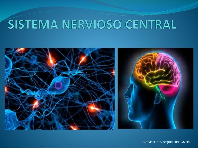 Sistema Nervioso
