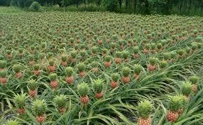 El tema de hoy: El cultivo de la piña