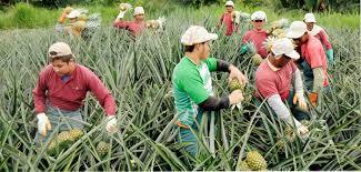Día de campo