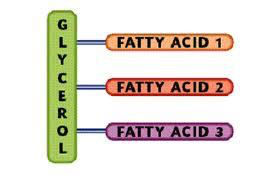 What is the structure of a Triglyceride
