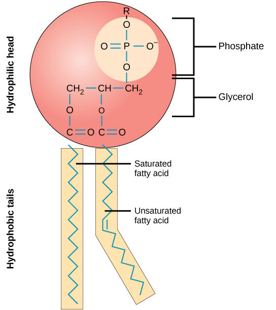 What is the structure of phospholipids