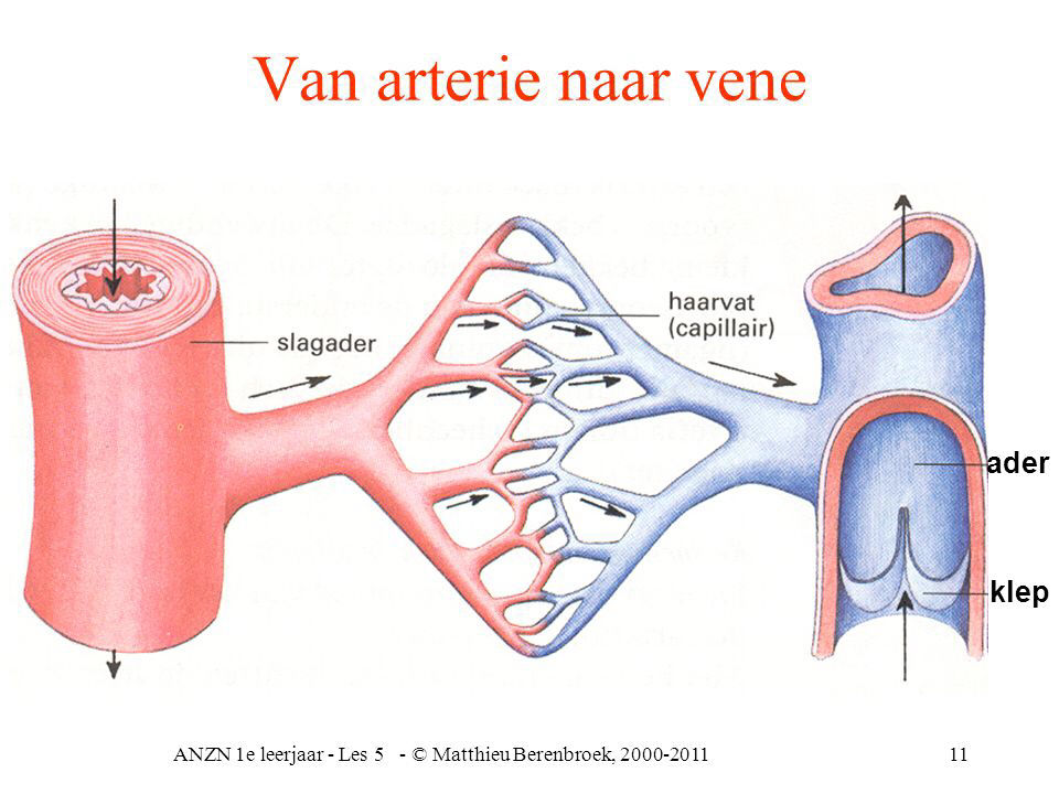 AFP circulatie - kennistoets blijf gezond