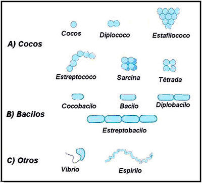 FORMES *Cocs: forma de coco. *Bacils: forma cilíndrica. *Espirils: forma d'espiral. *Vibrions: forma de coma..