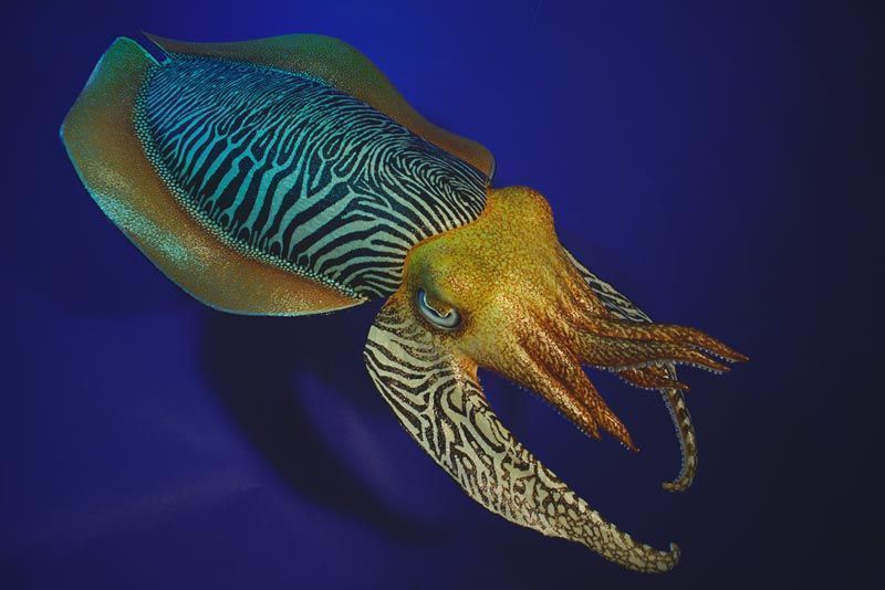 Molusco Cefalópodo