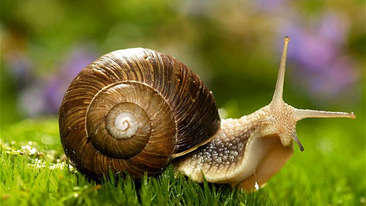 Molusco Gasterópodo