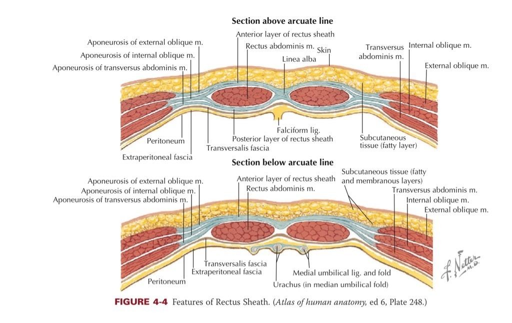 Rectus Sheath