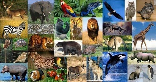 Caracteristicas Generales de los Seres Vivos