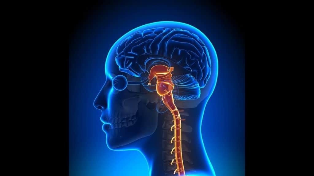 Tres bloques o unidades cerebrales de la empresa funcional