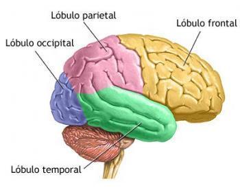 Tres bloques o unidades cerebrales de la empresa funcional