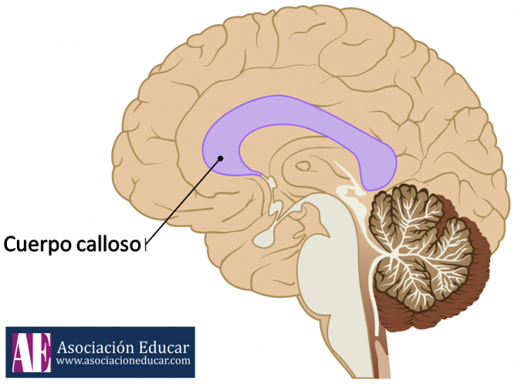 Tres bloques o unidades cerebrales de la empresa funcional