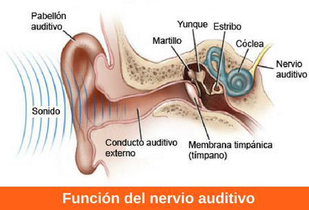 Tres bloques o unidades cerebrales de la empresa funcional