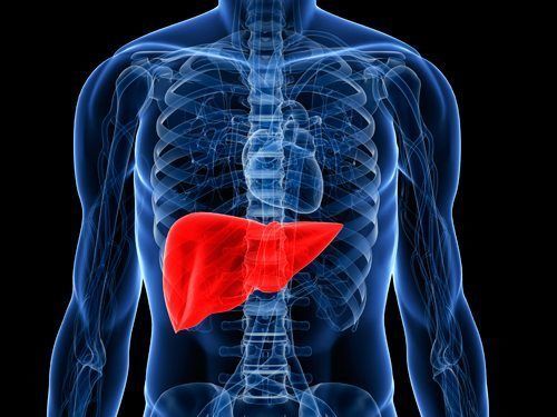 Desvelan una proteína clave para el funcionamiento del hígado