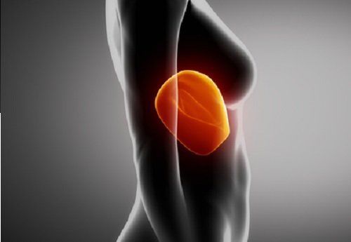 Desvelan una proteína clave para el funcionamiento del hígado