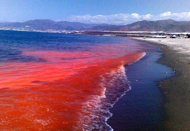 •Mareas rojas Calentamiento de las aguas de los océanos y los mares son causa del aumento de la mareas rojas •Algas marinas invaden la co...
