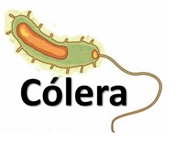 Cólera •se transmite por por el agua , y los alimentos contaminados •el cambio climático aumenta que se presenten casos en los laicos de ...