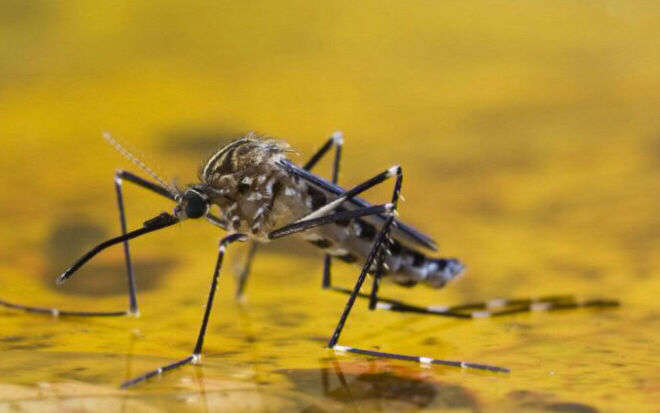Fiebre amarilla •transmitida por mosquitos •las alteraciones de temperatura y entrada de lluvias producidas por el cambio climático provo...