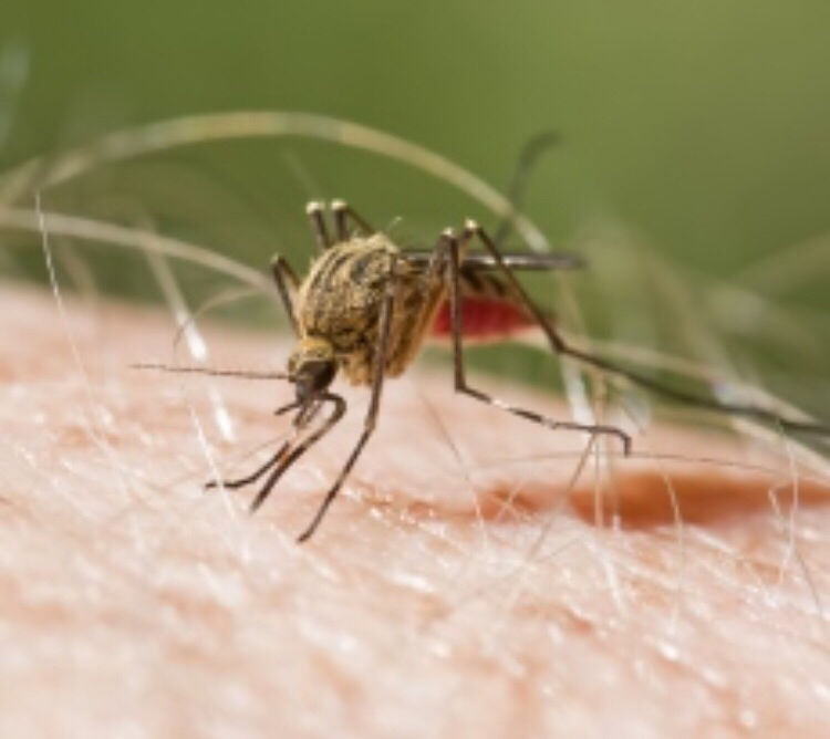 Malaria o paludismo •se transmite por la picadura de un mosquito Anopheles •el aumento del clima y los cambios producidos por el cambio c...
