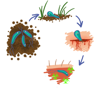Infecção por Clostridium tetani
