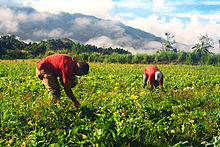 LA ACTIVIDADES AGRARIAS. LA MINERÍA Y LA ENERGÍA