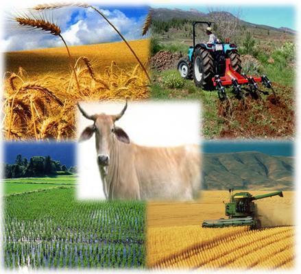 LA ACTIVIDADES AGRARIAS. LA MINERÍA Y LA ENERGÍA