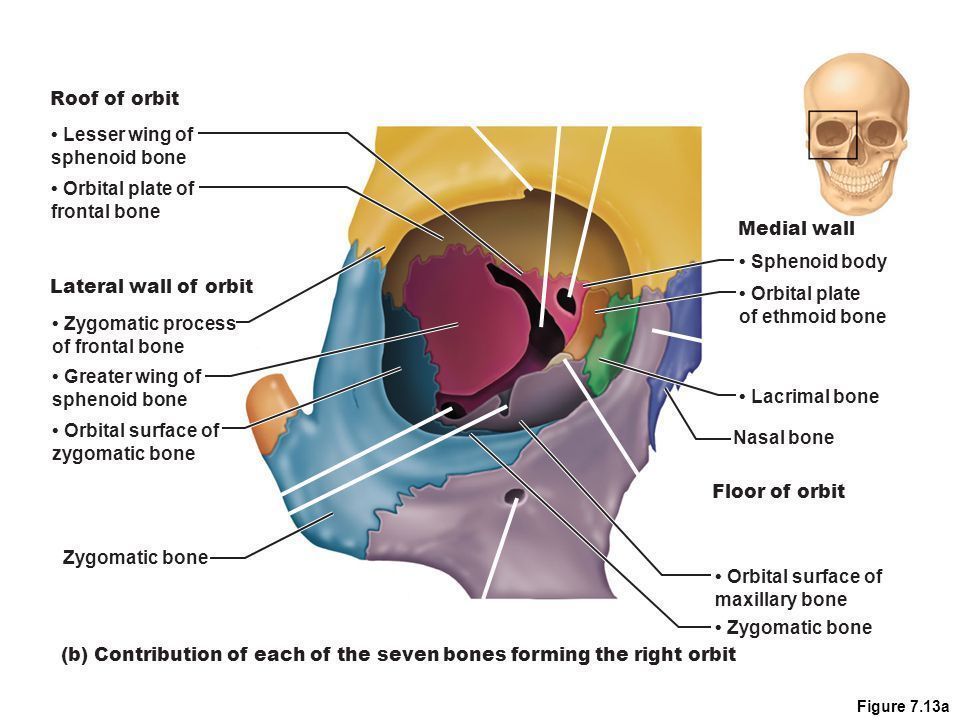 Brain Tumors