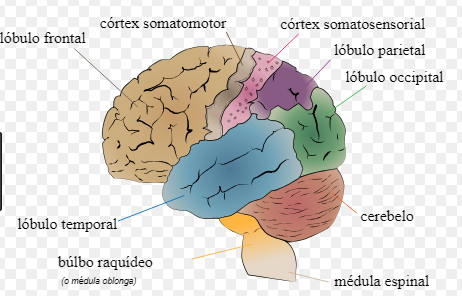 CEREBRO