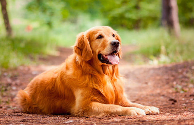 comparación de animales