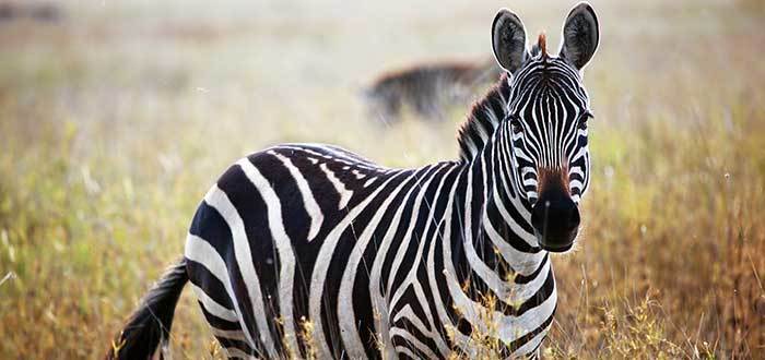 comparación de animales