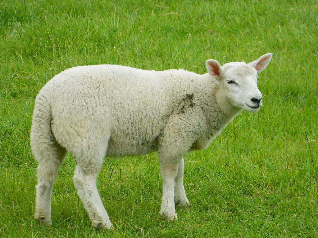 comparación de animales