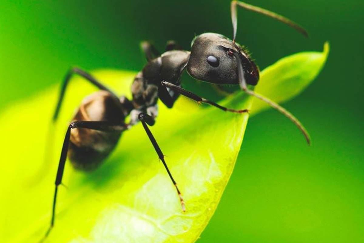 descripción insectos