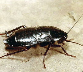 descripción insectos
