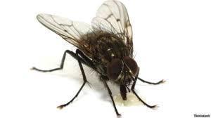 descripción insectos