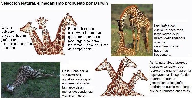 Evolución de los seres vivos—UNAD- Yessica Paola Acuña Gamboa