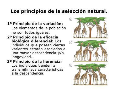 Evolución de los seres vivos—UNAD- Yessica Paola Acuña Gamboa
