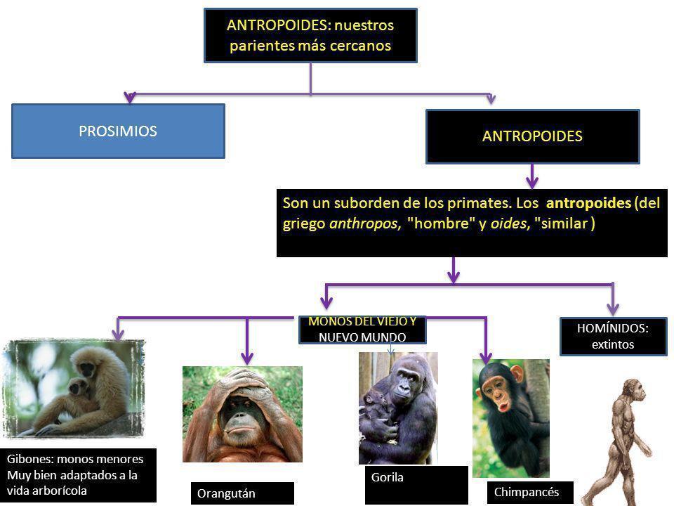 Evolución de los seres vivos—UNAD- Yessica Paola Acuña Gamboa