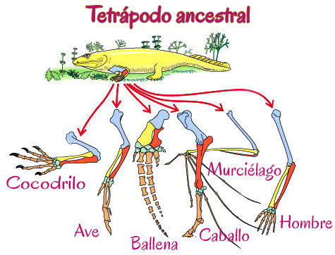 Evolución de los seres vivos—UNAD- Yessica Paola Acuña Gamboa
