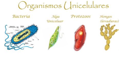 Evolución de los seres vivos—UNAD- Yessica Paola Acuña Gamboa