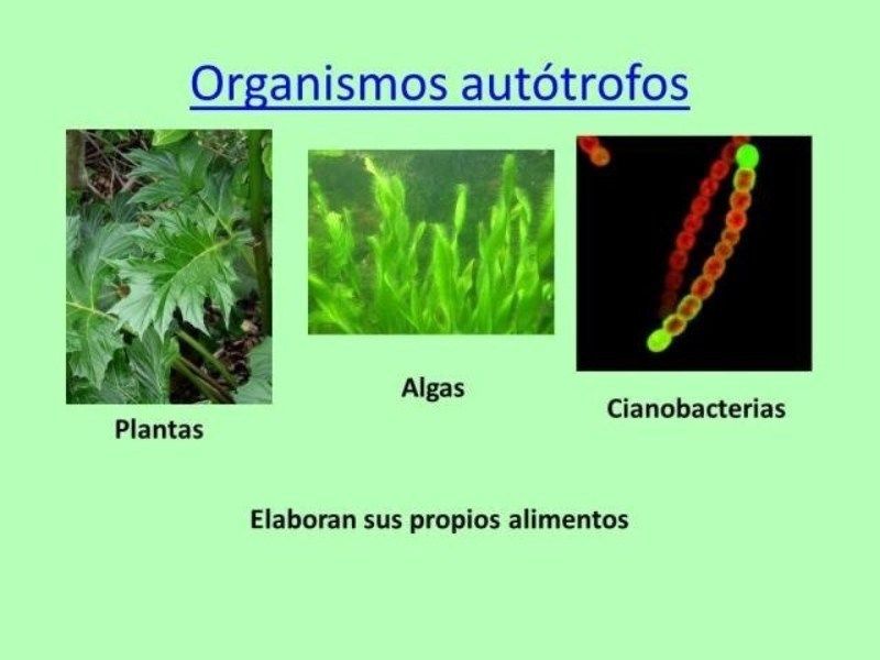 Evolución de los seres vivos—UNAD- Yessica Paola Acuña Gamboa