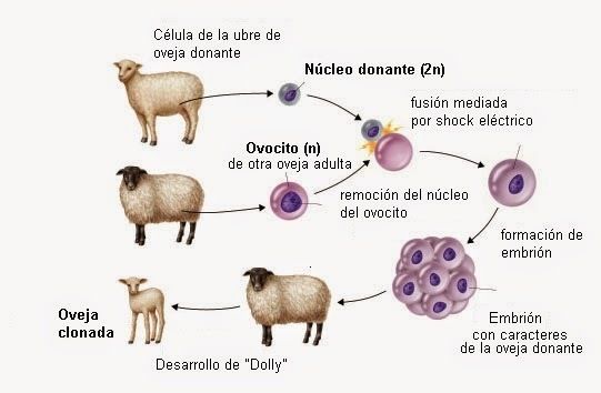 Caracteres y su herencia