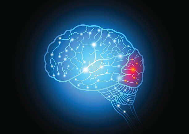 Estructura y función del lóbulo occipital y la vía visual