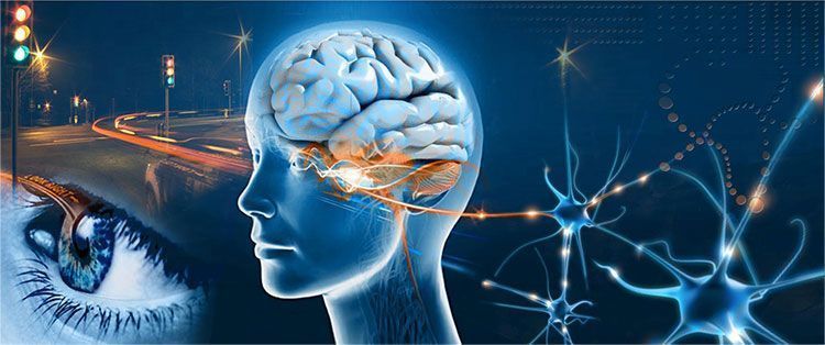 Estructura y función del lóbulo occipital y la vía visual