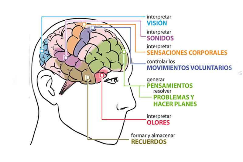 Relación del Sistema nervioso y reproductor