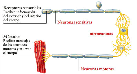 Relación del Sistema nervioso y reproductor