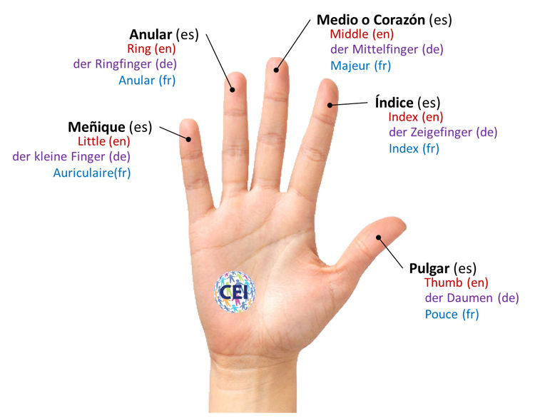 Finger