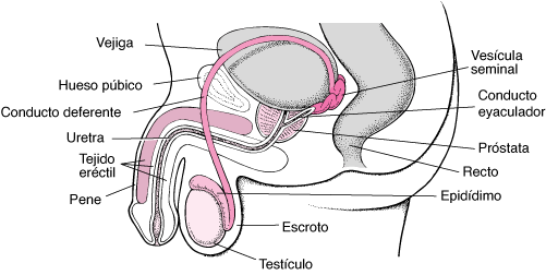 SISTEMA REPRODUCTOR FEMENINO Y MASCULINO