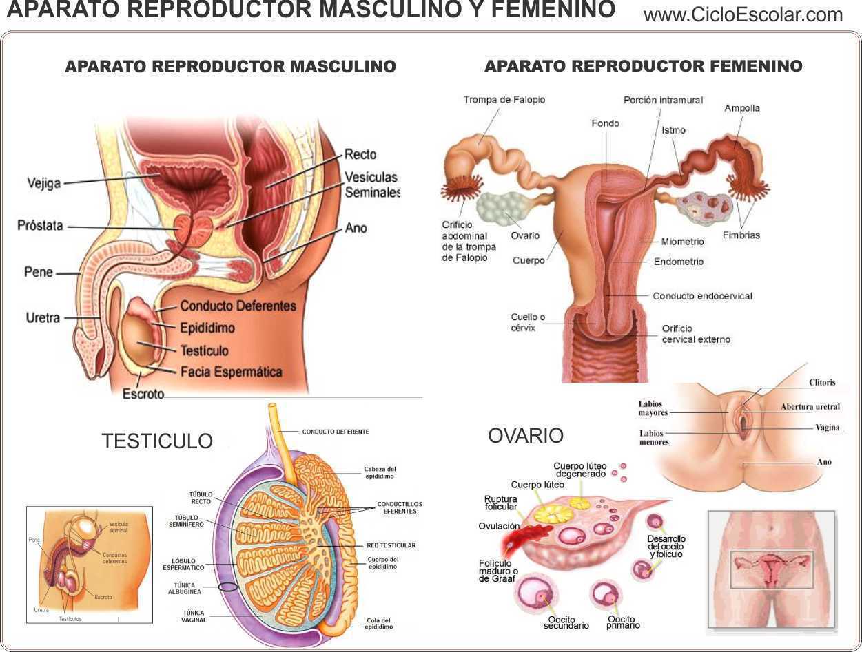 SISTEMA REPRODUCTOR FEMENINO Y MASCULINO