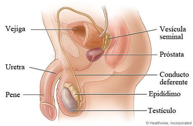 SISTEMA REPRODUCTOR FEMENINO Y MASCULINO